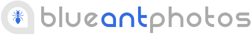 Blue Ant Photos Logo